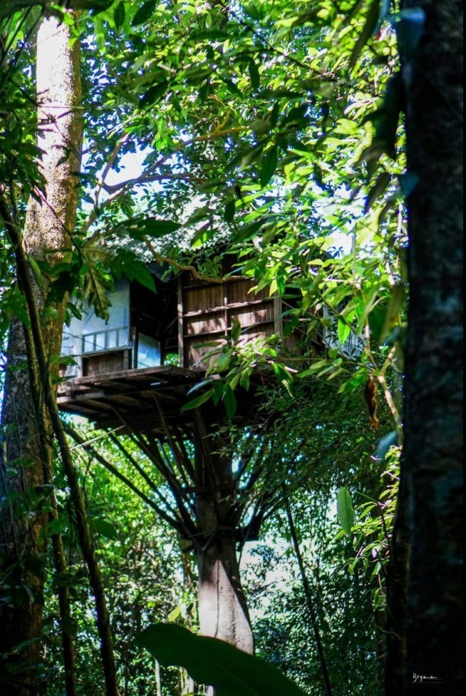 Photo 5: a small house on the tree in Jungle