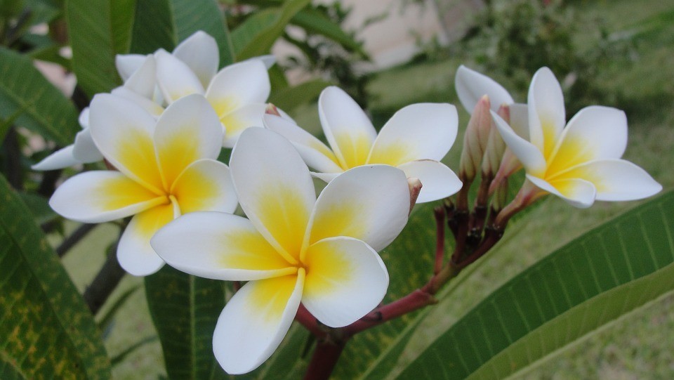 Photo: Frangipani o rDok Champa, a national flower of Laos