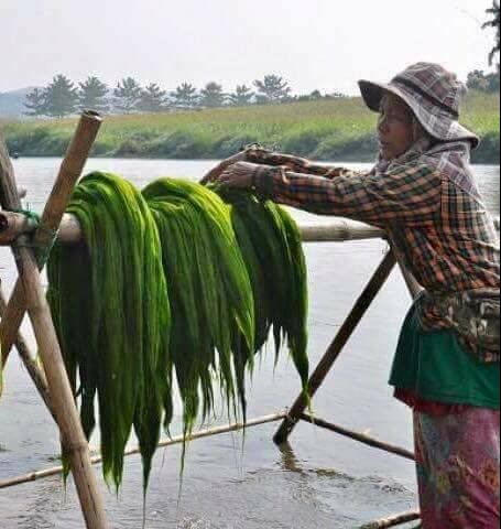 How to produce this River weed